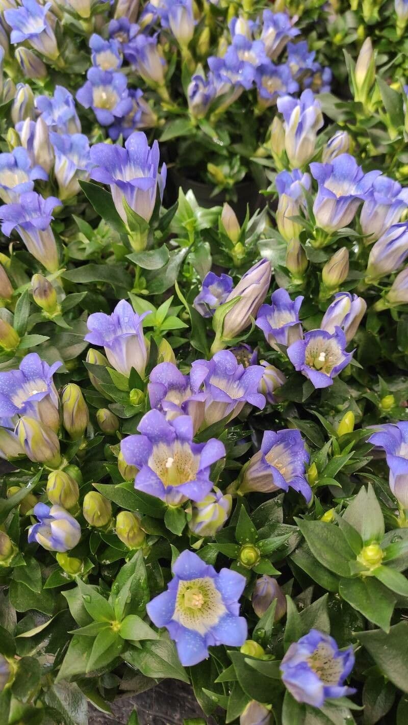 Gentiana scabra mit tiefblauen Bluten