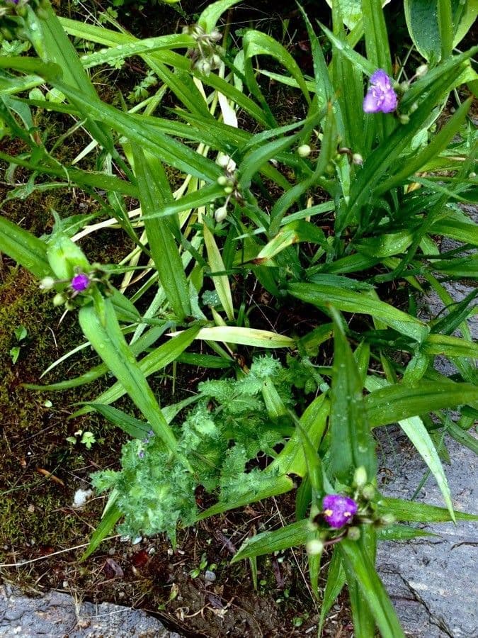 Dreilappige blaue und weisse Blueten der Tradescantia virginiana