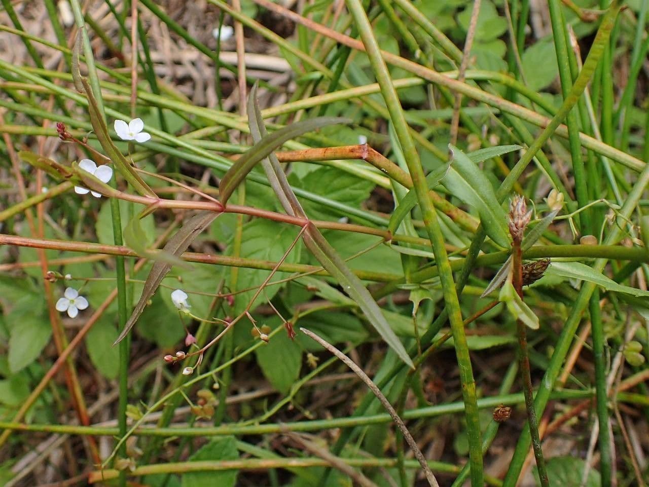 Veronica scutellata blooming along water edges and wetlands