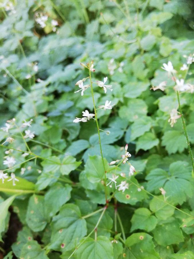 Small enchanter’s nightshade in a forest setting, showing tiny white flowers and heart-shaped leaves
