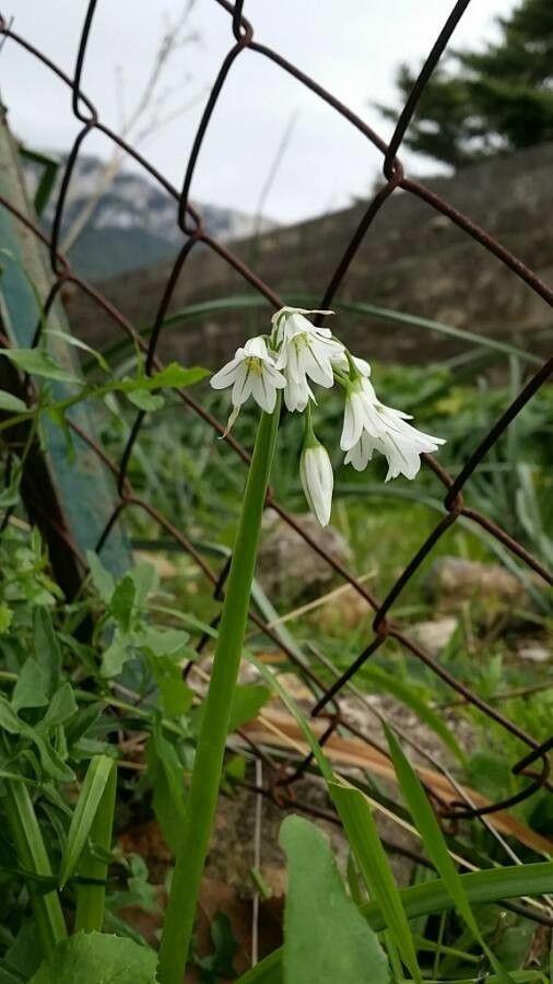 Triquetrous garlic blooming under light woodland shade with mossy ground cover