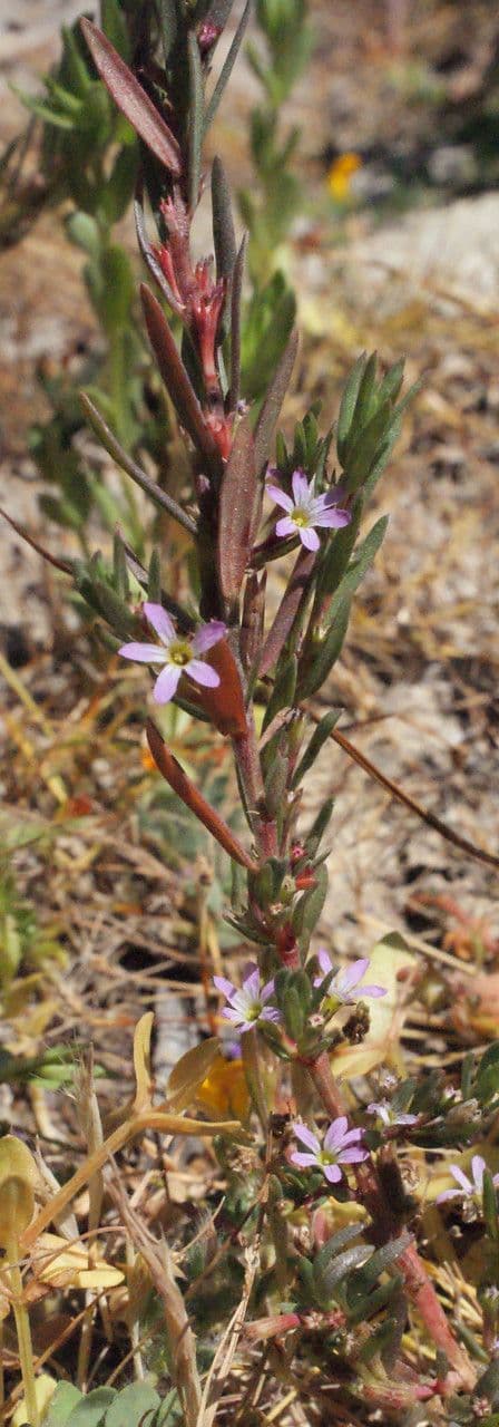 Delicate roze bloemen van Lythrum hyssopifolia