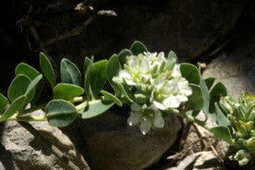 Telephium imperati met witte bloemen op rotsachtige ondergrond