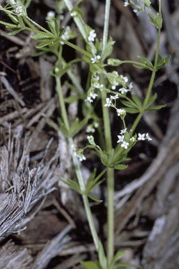 Gaillet piquant (Galium asprellum) avec ses petites fleurs blanches et ses feuilles en verticilles