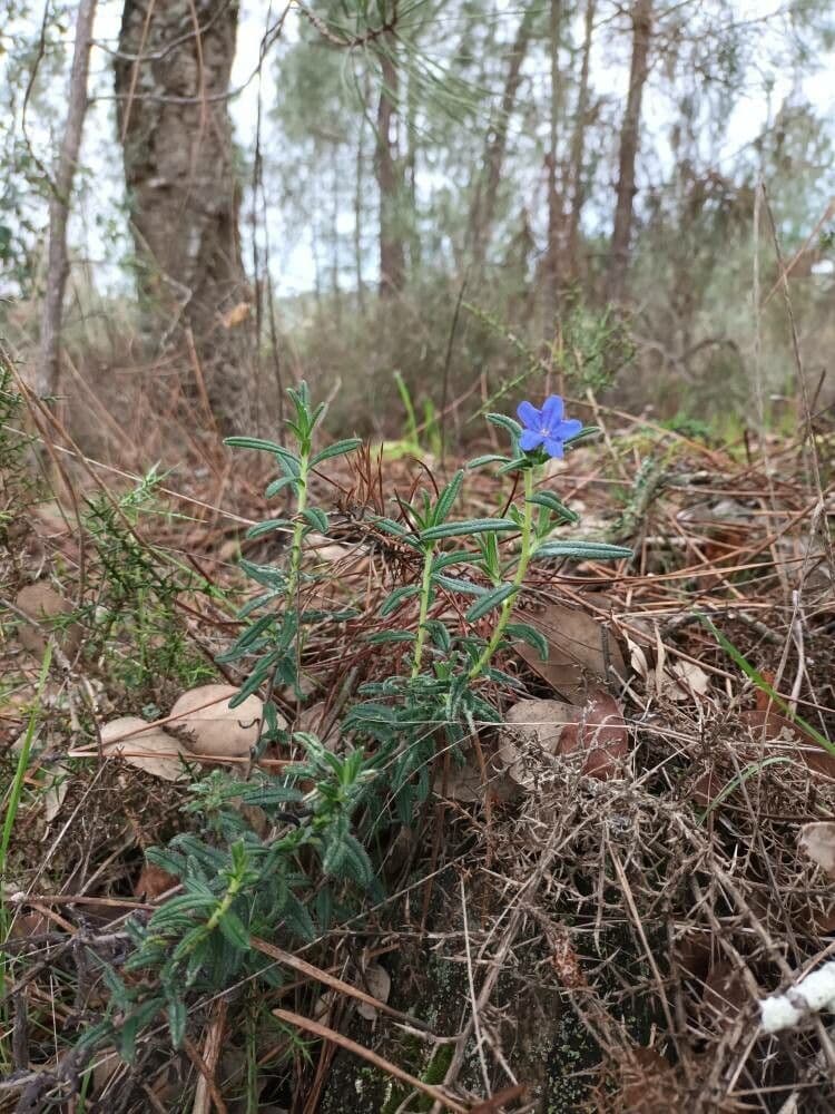 Glandora prostrata mit azurblauen Blüten und kriechenden Ästen