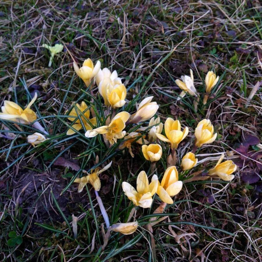 Kleiner Krokus in voller Blüte auf einer sonnigen Wiese mit Tautropfen auf den Blütenblättern