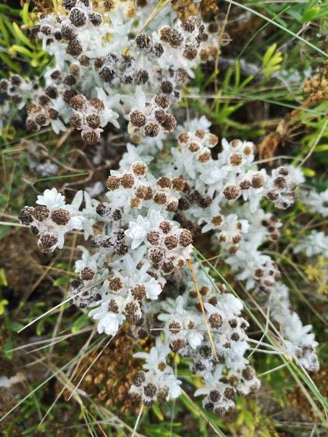 Weisse Bluten von Achillea maritima mit silbermen Blattern