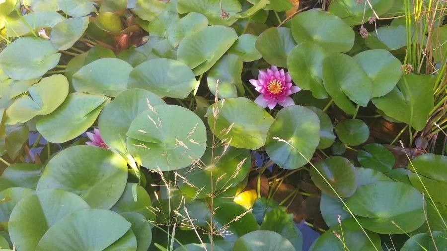 Nymphéa blanc pur en pleine floraison sur un étang calme, feuilles brillantes et fleurs immaculées