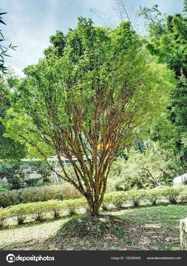 Plinia cauliflora mit charakteristischem Fruchtwuchs direkt am Stamm