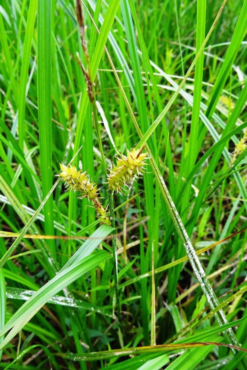 Bladder sedge growing along a damp streambank with inflated green seed pods
