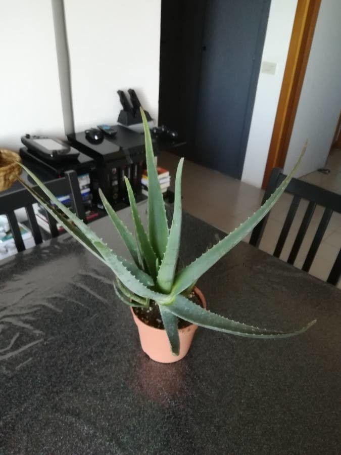 Gesunde Aloe vera Pflanze in einer Terrakotta-Töpfen auf einem sonnigen Fensterbrett