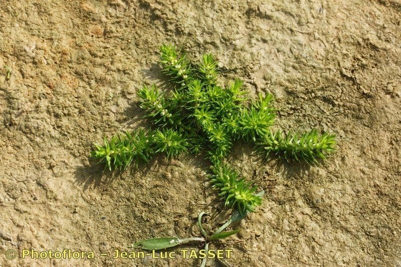 Elatine alsinastrum with delicate white flowers in wet habitat