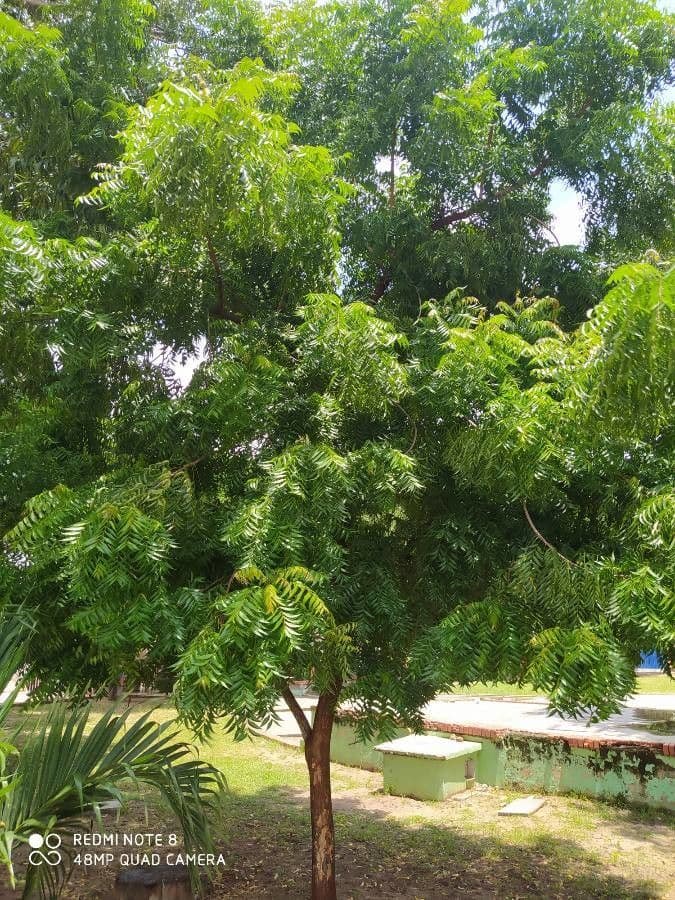 Arbre de margousier avec feuilles vertes et fruits