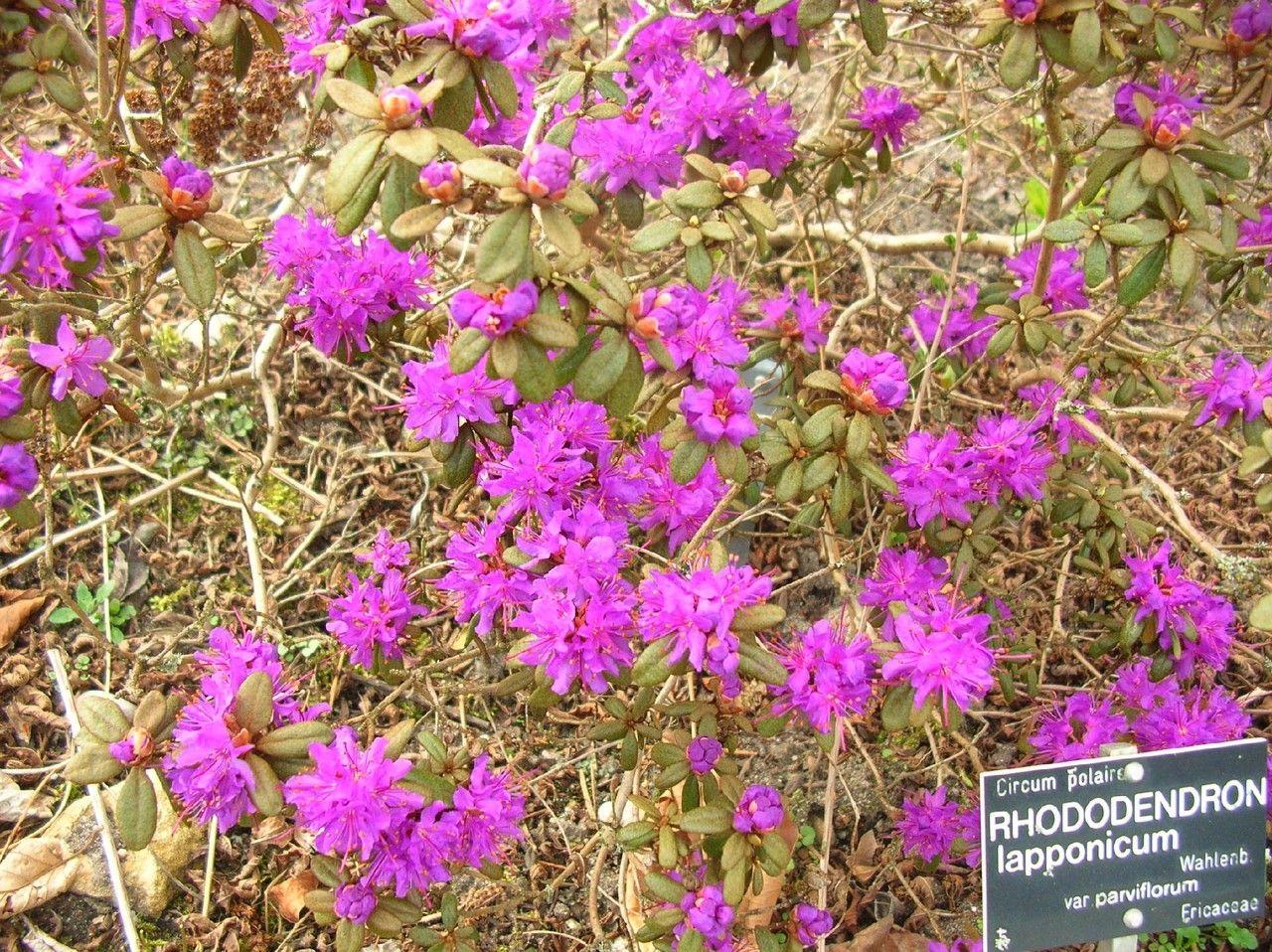 Rhododendron de Laponie en fleurs violettes, avec feuillage vert foncé dans un cadre rocheux et naturel