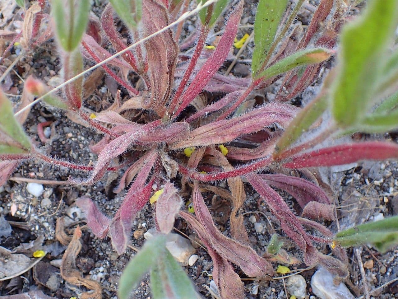 Helianthemum tacheté avec ses fleurs jaunes distinctives