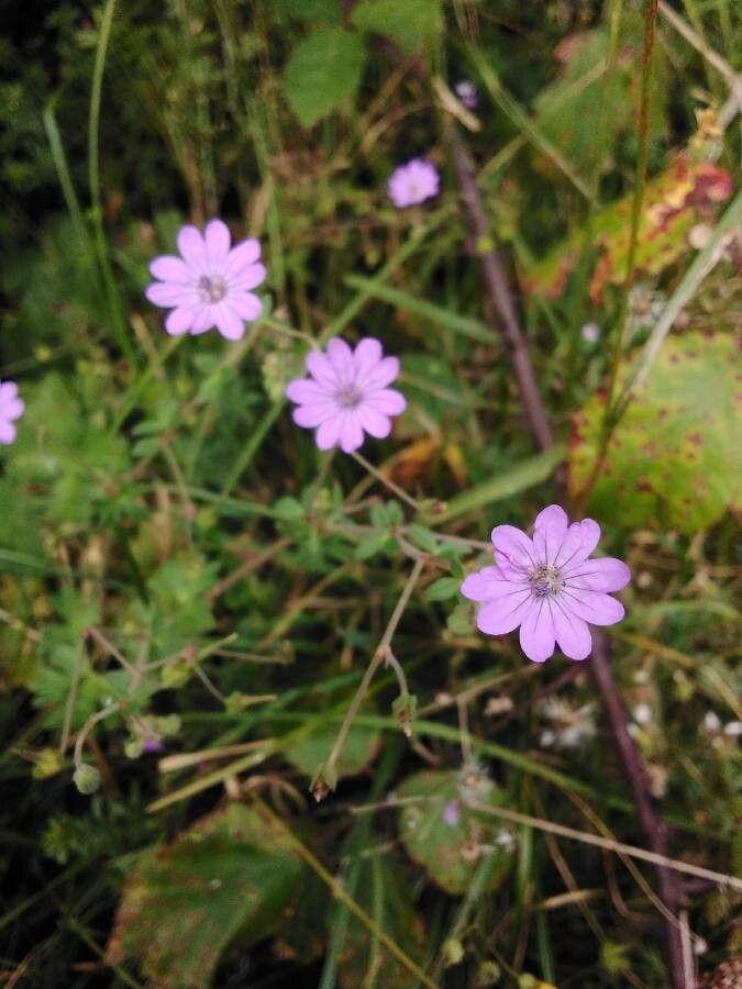Pyrenäen-Storchschnabel in voller Blüte in einer naturnahen Beetgestaltung mit leichtem Halbschatten