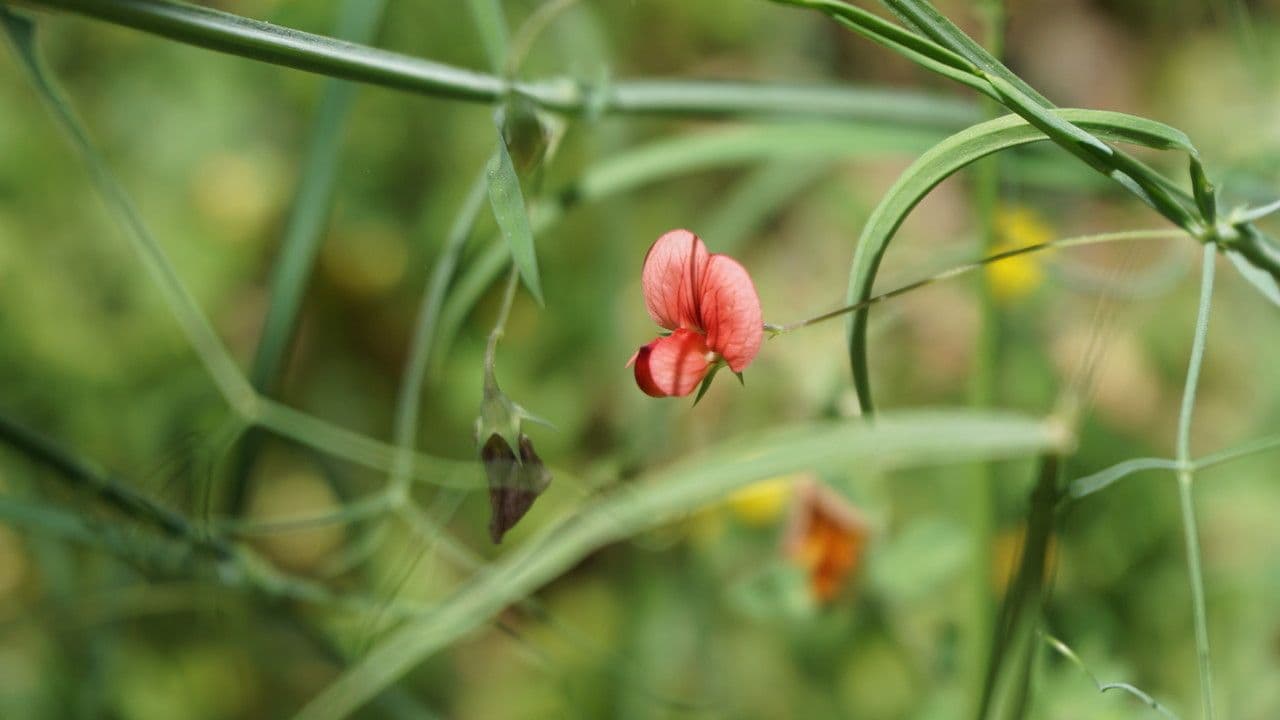 Round-seed vetchling: complete guide