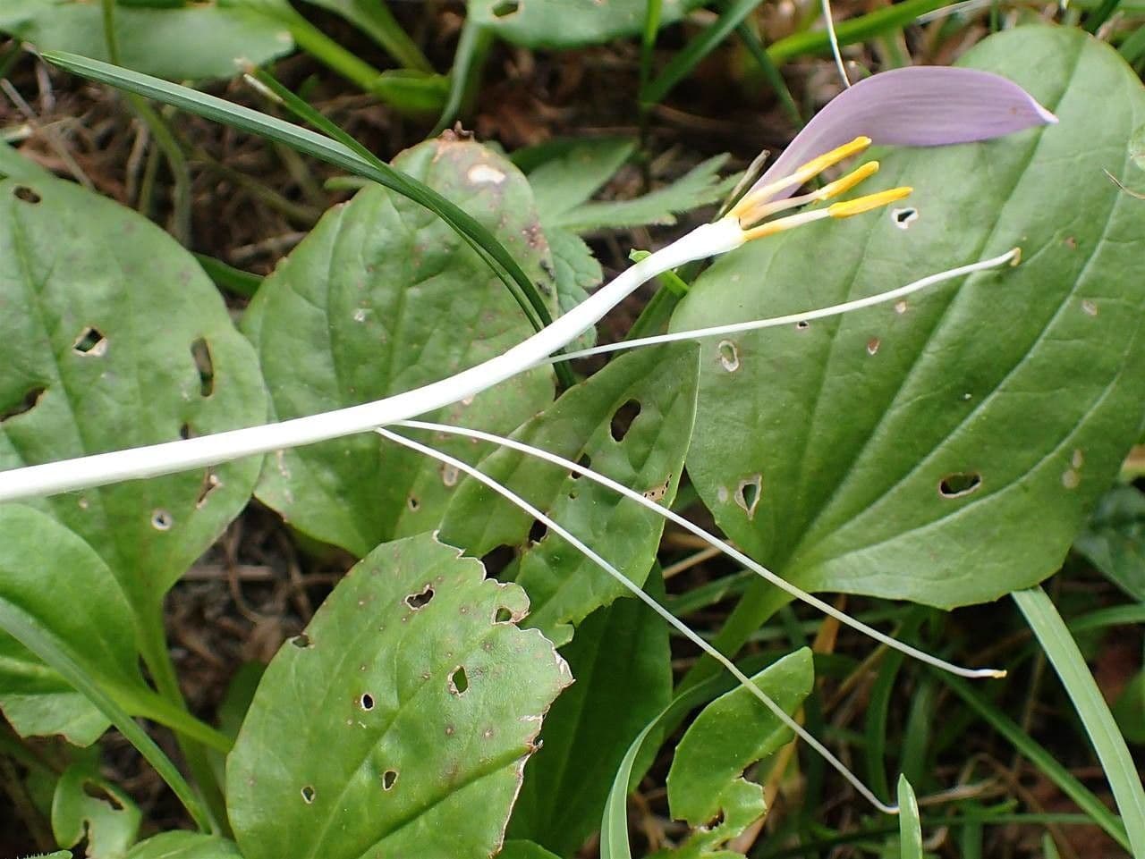 Alpine crocus with purple flowers