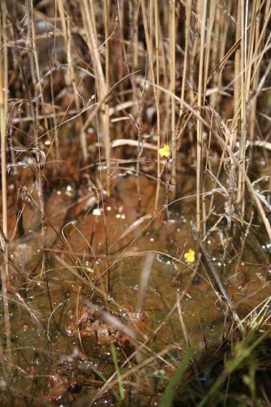 Zigzag bladderwort with delicate yellow flowers and microscopic traps