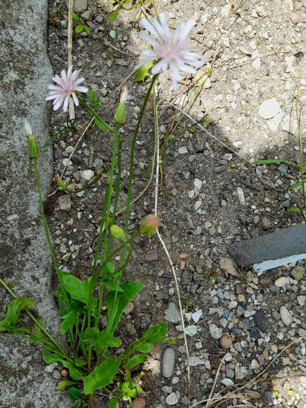 Crepis rubra aux fleurs rose-rouge caracteristiques