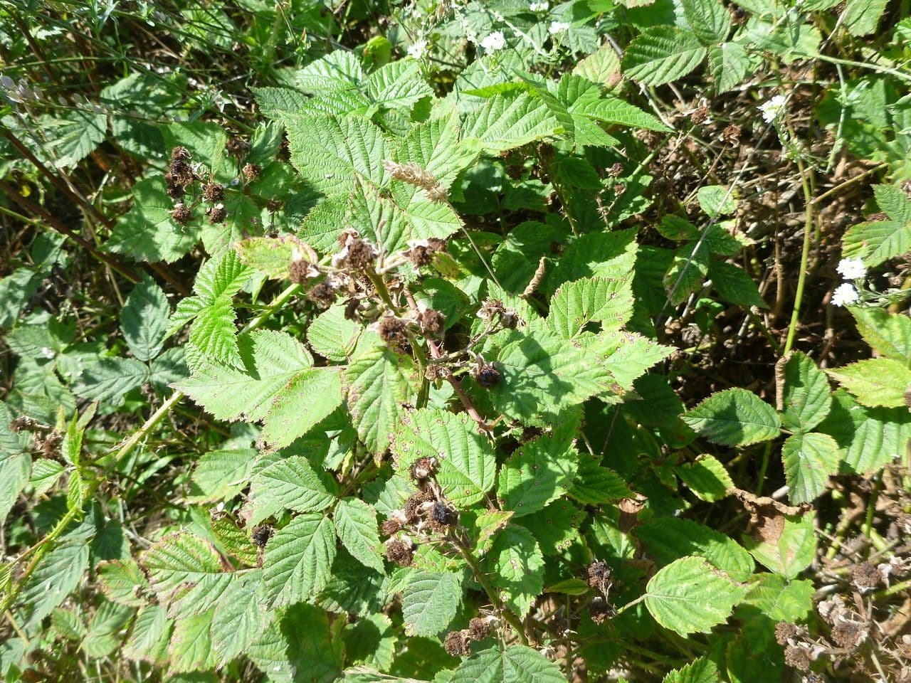 Ronce a tiges vertes (Rubus vanwinkelii) avec tiges vertes caracteristiques