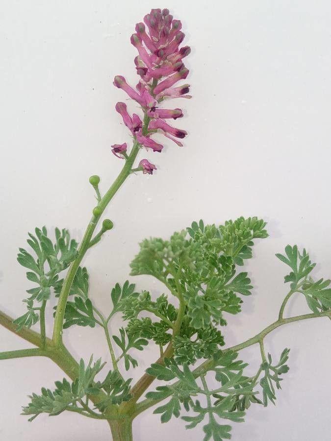 Narrow-leaf fumitory in full bloom on a sunny rockery with grey-green foliage