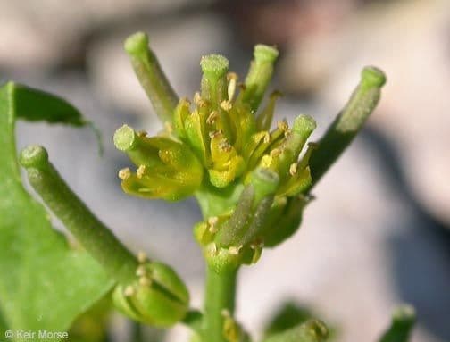 Rorippa curvisiliqua mit gelben Blüten und gebogenen Schoten