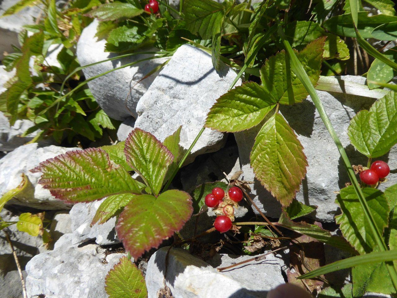 Witte bloemen van de Steenbraam (Rubus saxatilis) in volle bloei op een rotsachtige helling in mei.