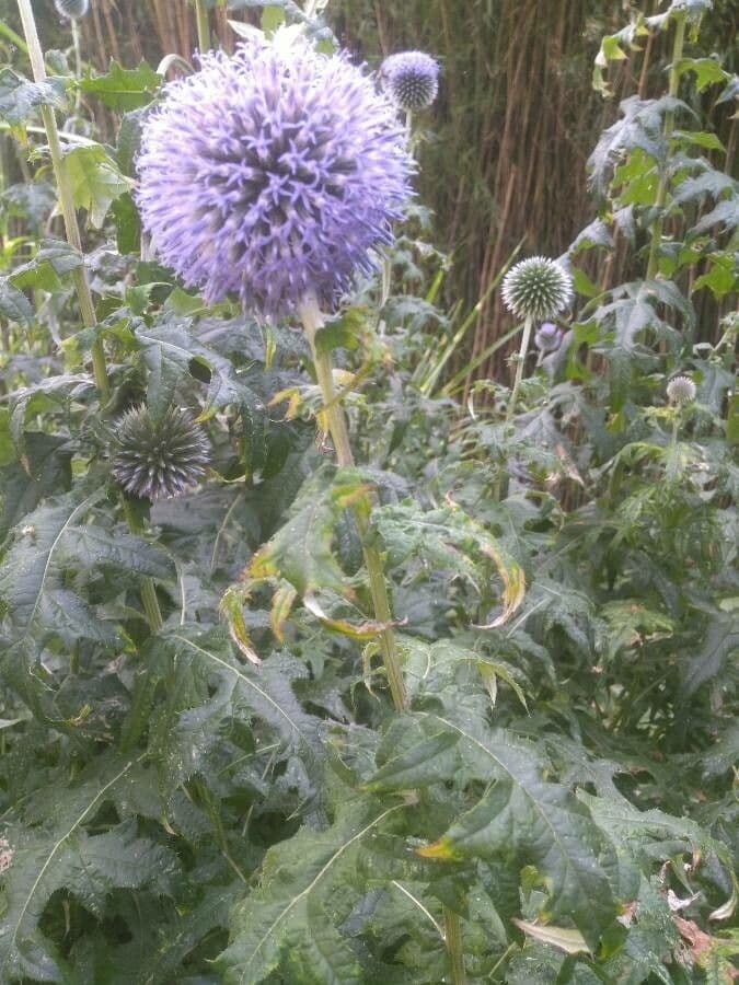 Banater kogeldistel met blauwe bolvormige bloemen op sterke stengels met stekelig groen blad