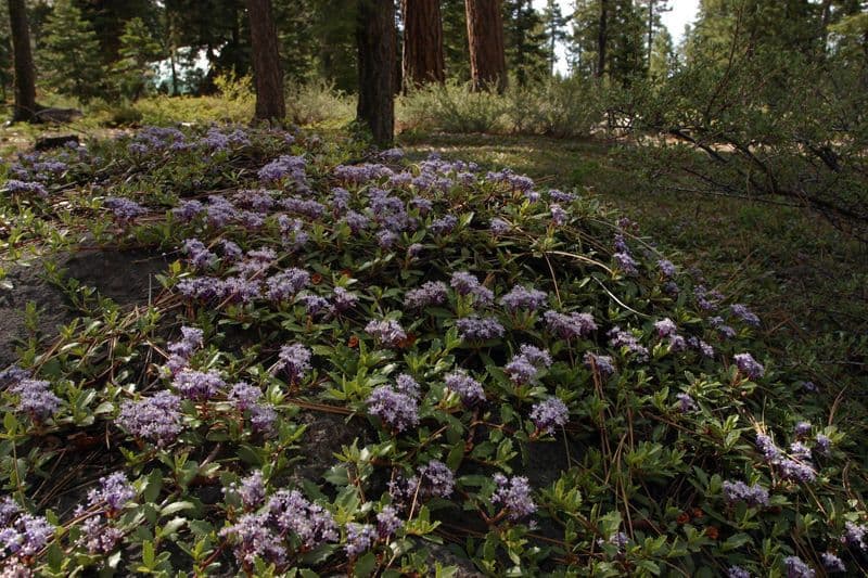 Purple flowers of Ceanothus prostratus covering hillside