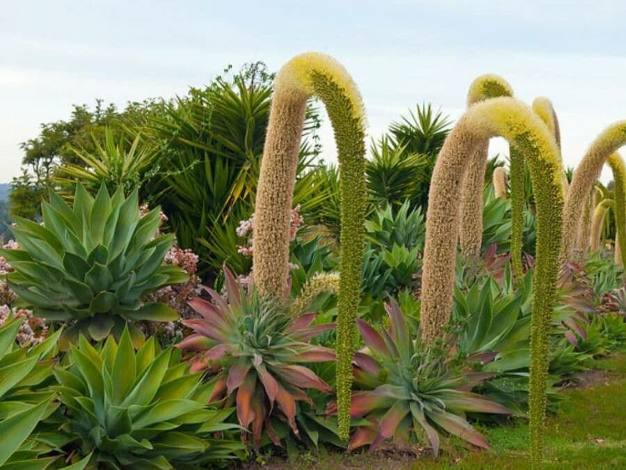 Blue-green rosette of Agave attenuata with characteristic curved inflorescence