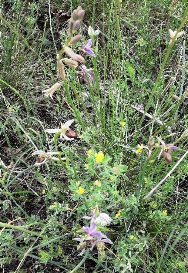 Fleurs d'Ophrys bertolonii en pleine floraison