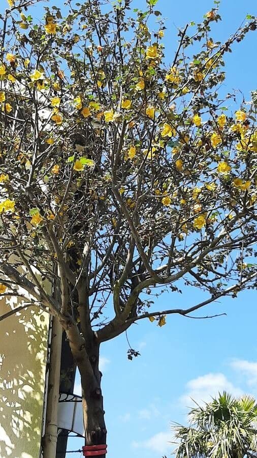 Fremontodendron californicum mit grossen goldgelben Blueten in voller Bluetepracht