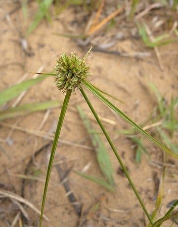 Cyperus lupulinus souchet petit-houblon avec ses epis en forme de petits houblons