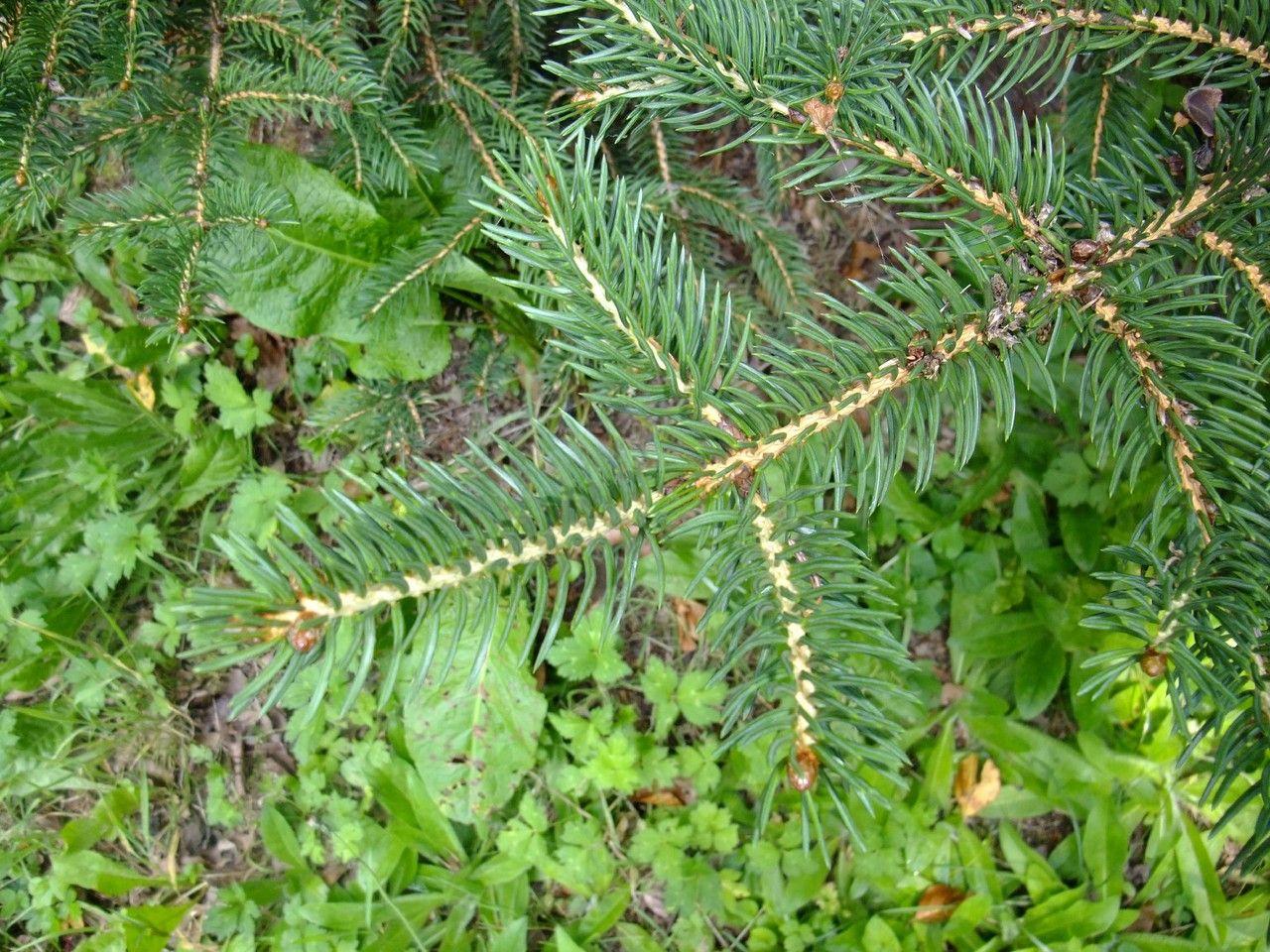 Eine strafformige Tigerschwanz-Fichte in einem modernen Garten mit hellgrünen Nadeln und einer dichten, kegelförmigen Krone