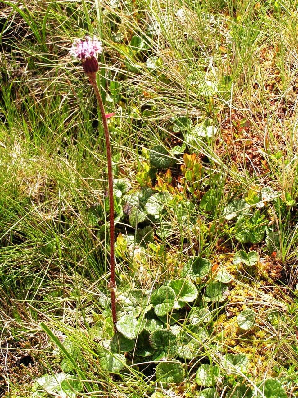 Berghoefblad met paarse bloem