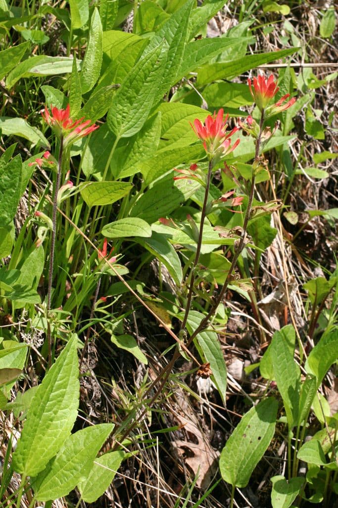 Castilléjie écarlate avec épis de fleurs rouges ardents