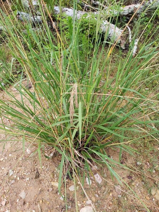 Dallis-Gras auf trockener Wiese wachsend