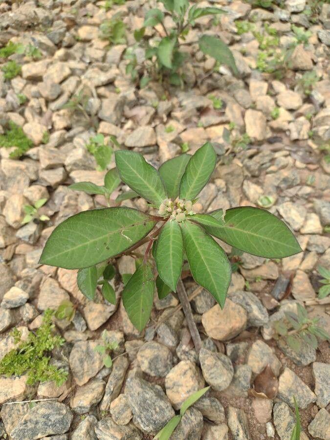 Euphorbe hétérophylle avec bractées rouges vives en situation de bordure ensoleillée
