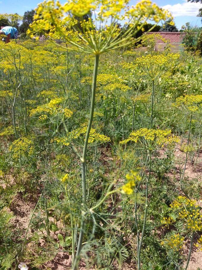 Frische Dillpflanze im Hochbeet mit filigranen Blättern und gelben Doldenblüten in voller Sonne