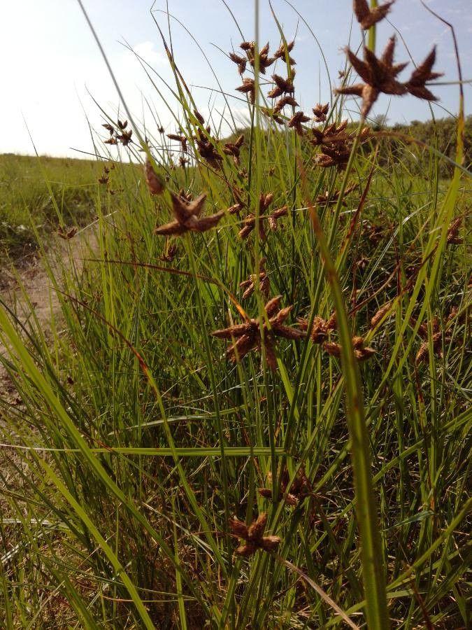 Scirpe maritime (Bolboschoenus maritimus) en fleur au bord d'un plan d'eau peu profond