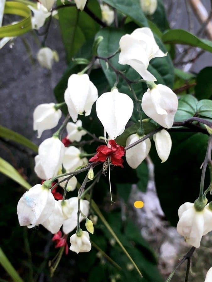 Bleeding Heart Glorybower avec fleurs blanches et rouges en forme de coeur