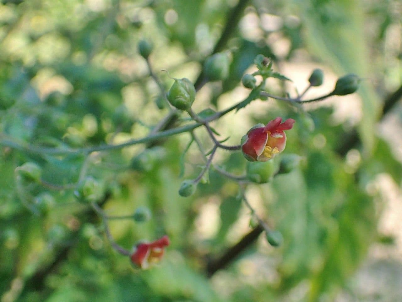 Scrophularia scorodonia met donkerbruine bloemen en geurige bladeren