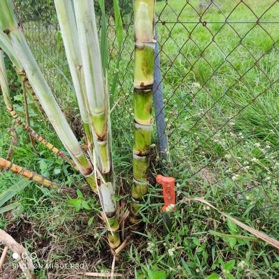 Tall stems of sugarcane plant with green leaves