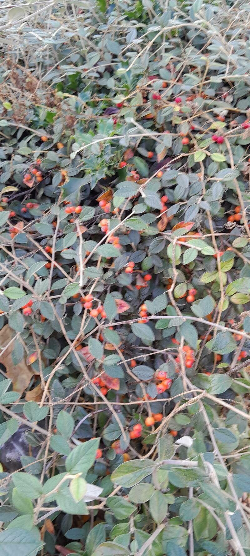 Franchets Zwergmispel im Herbst mit orangefarbenen Beeren, wächst breit über eine Mauer in einem naturnahen Garten