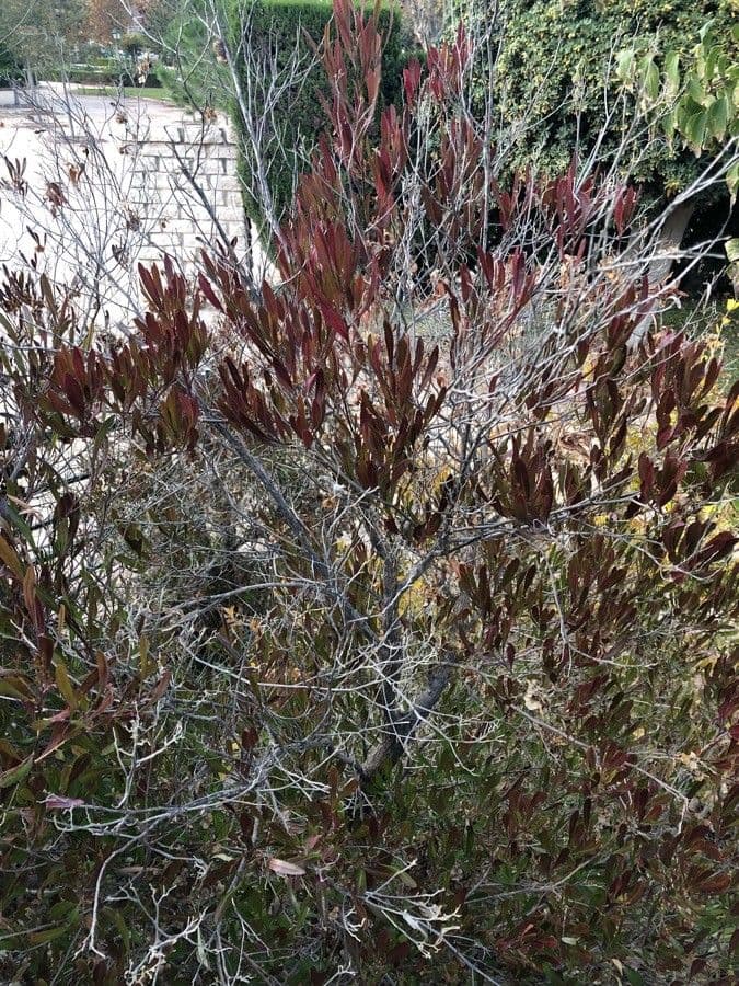 Dodonaea viscosa hopbush with glossy green leaves and reddish fruit capsules