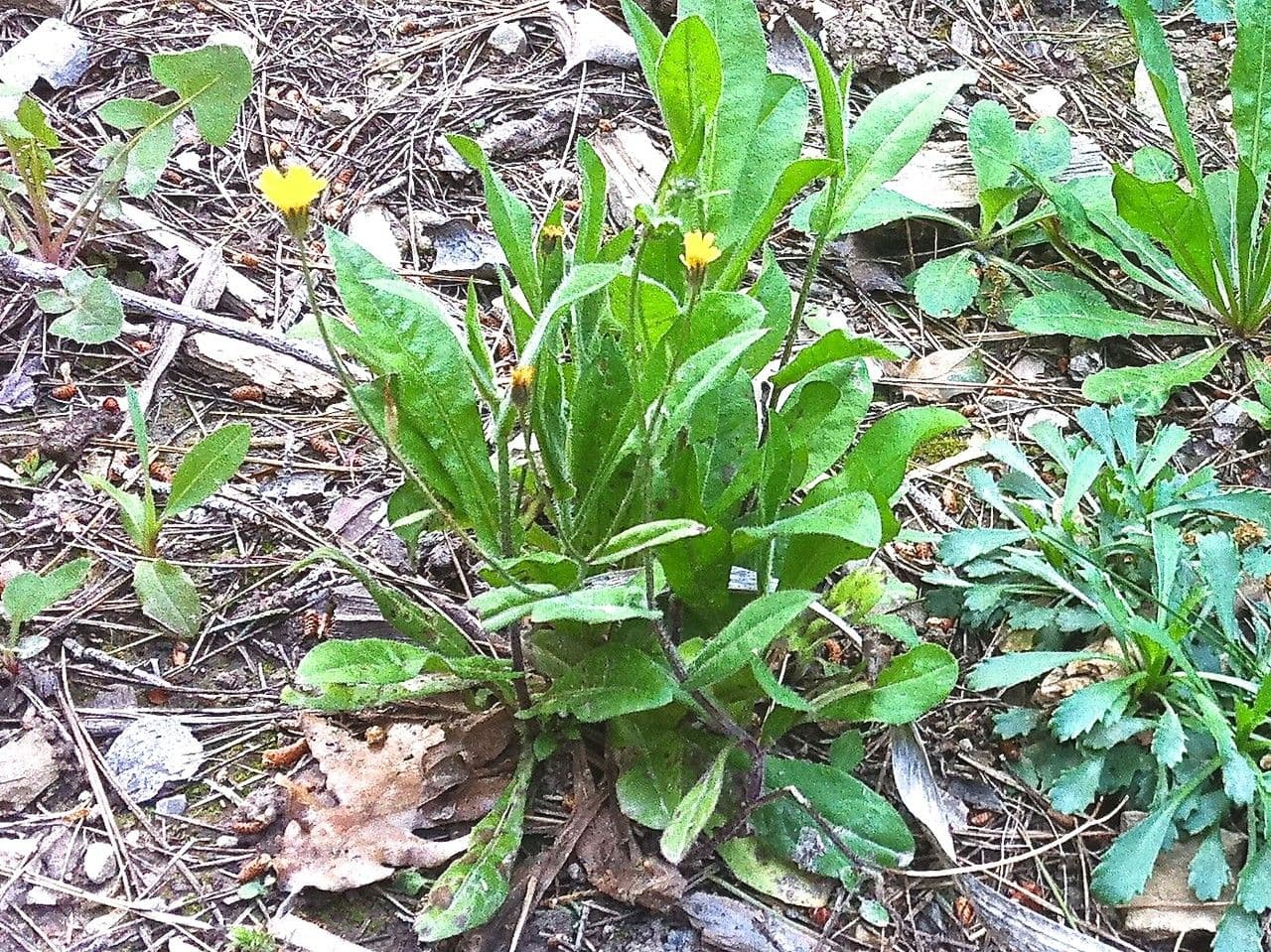 Crepis micrantha mit zartem gelben Bluten und feinem Laub