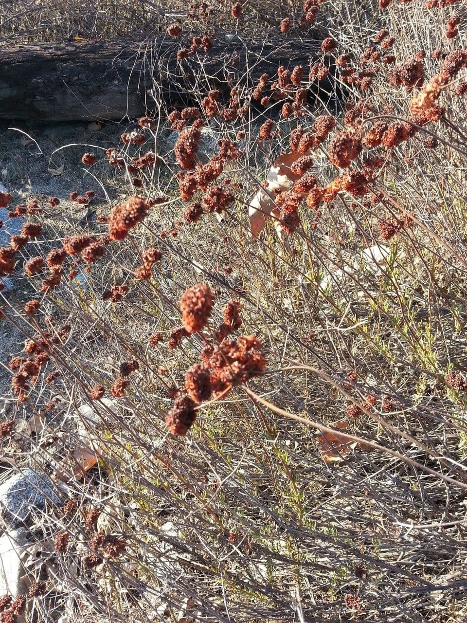 Eriogonum fasciculatum shrub covered in cream-white flower clusters in dry California chaparral landscape