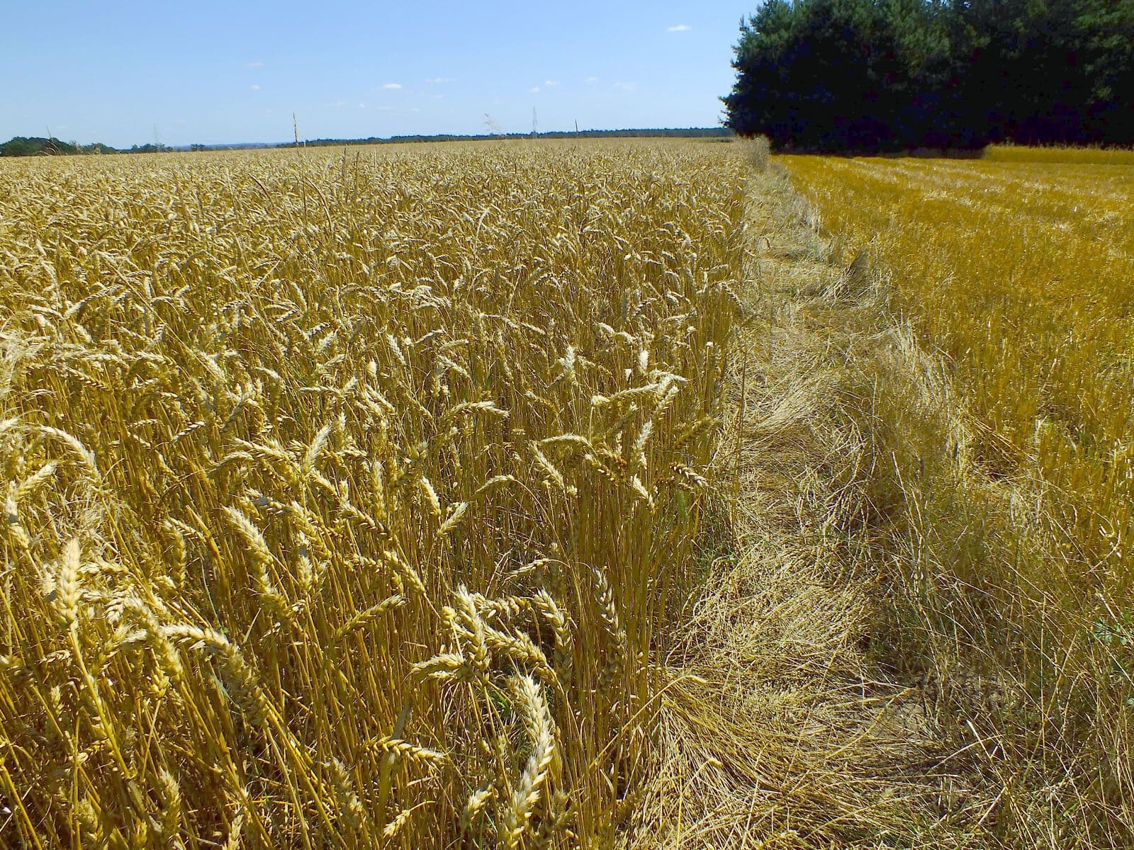 Tarweplanten in een veld met gouden aren