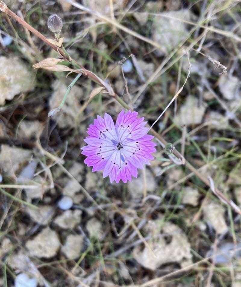Zachtroze bloemen van Dianthus tripunctatus